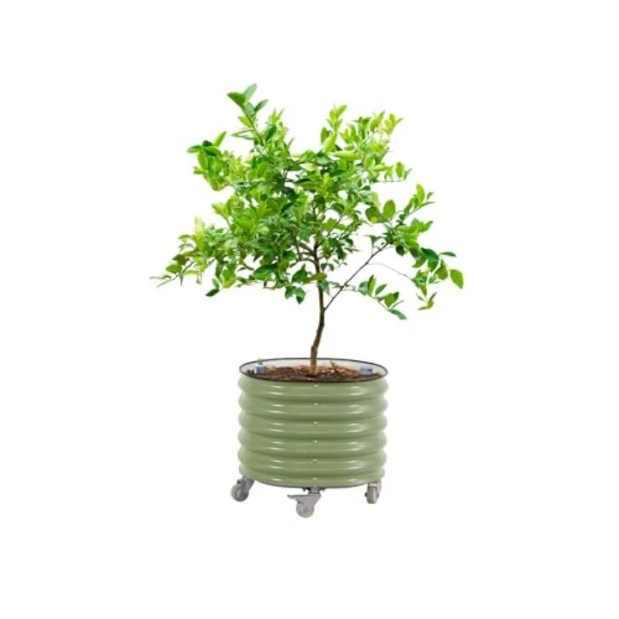 Self-Watering Planter - Pot à plantes roulant pour agrumes