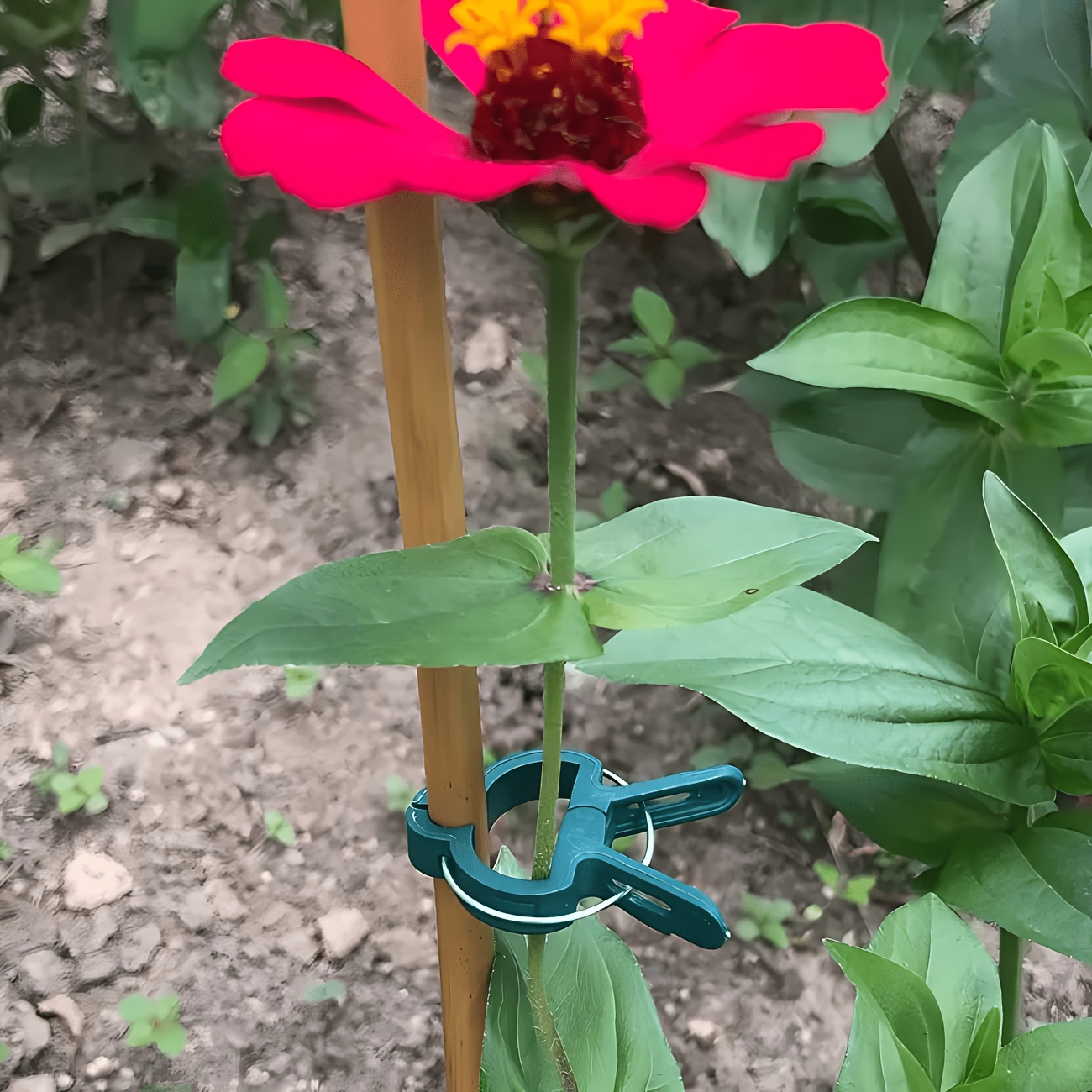 Gardening Tools Essential - 5 pinces réglables pour plantes, grandes