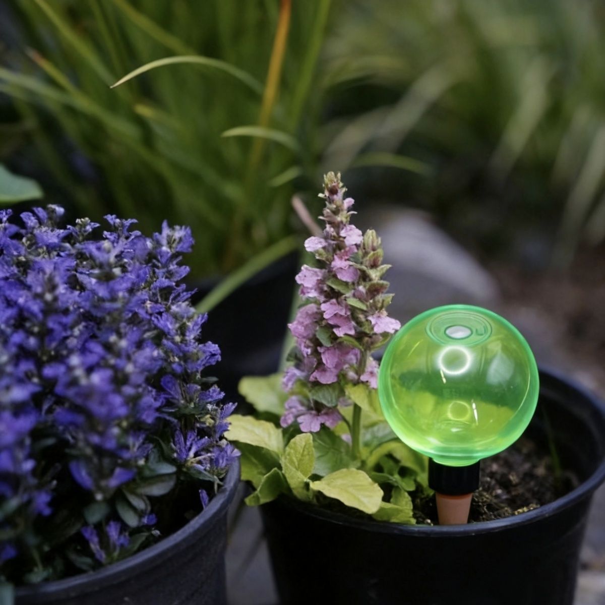 3 globes d'arrosage automatiqu - Self-Watering Planter avis et prix